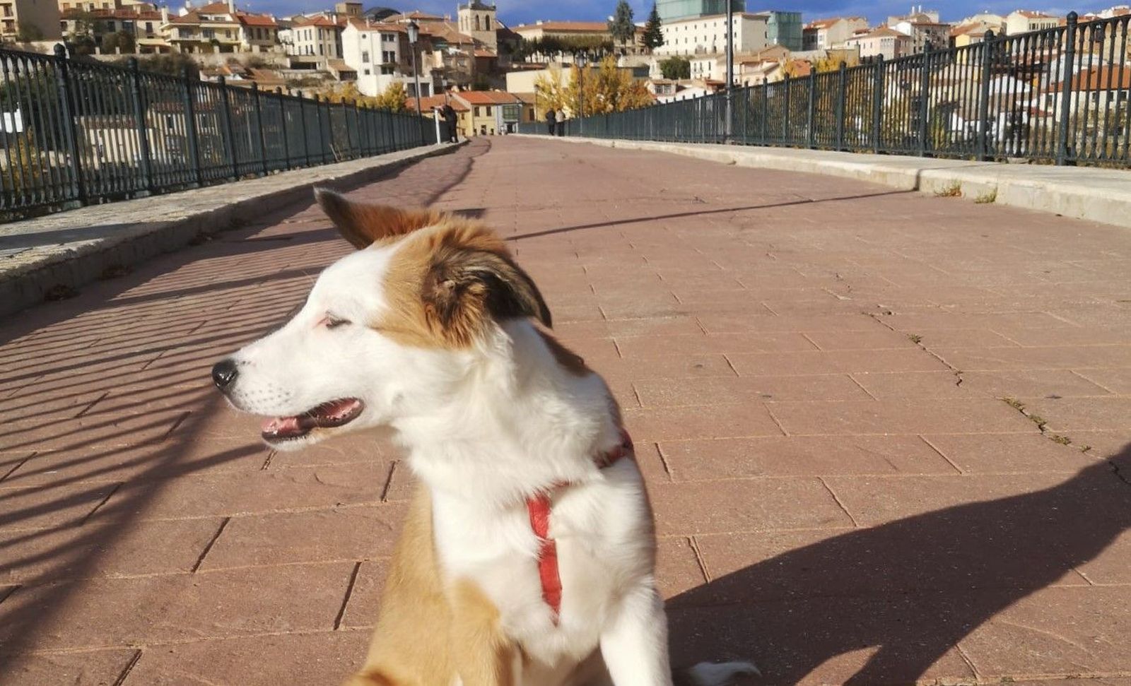 Imagen de un perro en el puente de Piedra