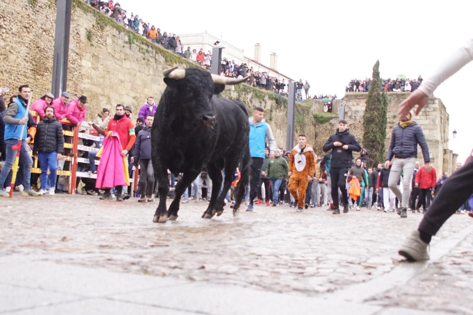 Capea matinal de domingo de carnaval en Ciudad Rodrigo (96).jpeg