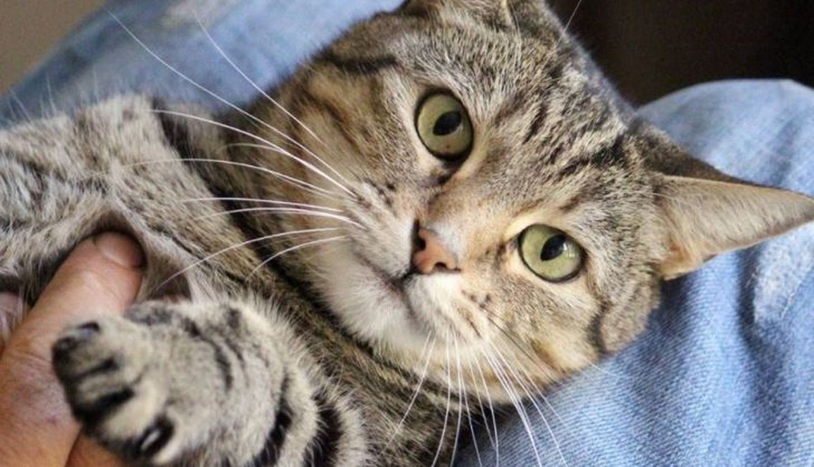 Gato adulto. Foto EP