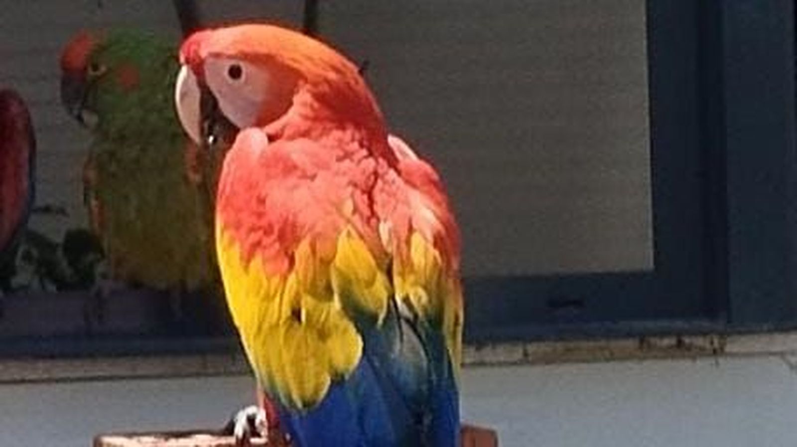 Guacamayo Guacamayo