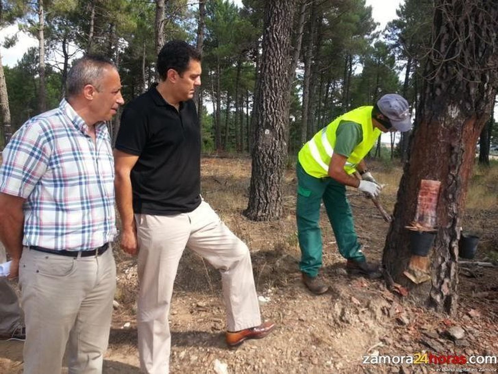 El delegado territorial de Zamora visita la extracción de resina en pinos de Alcañices
