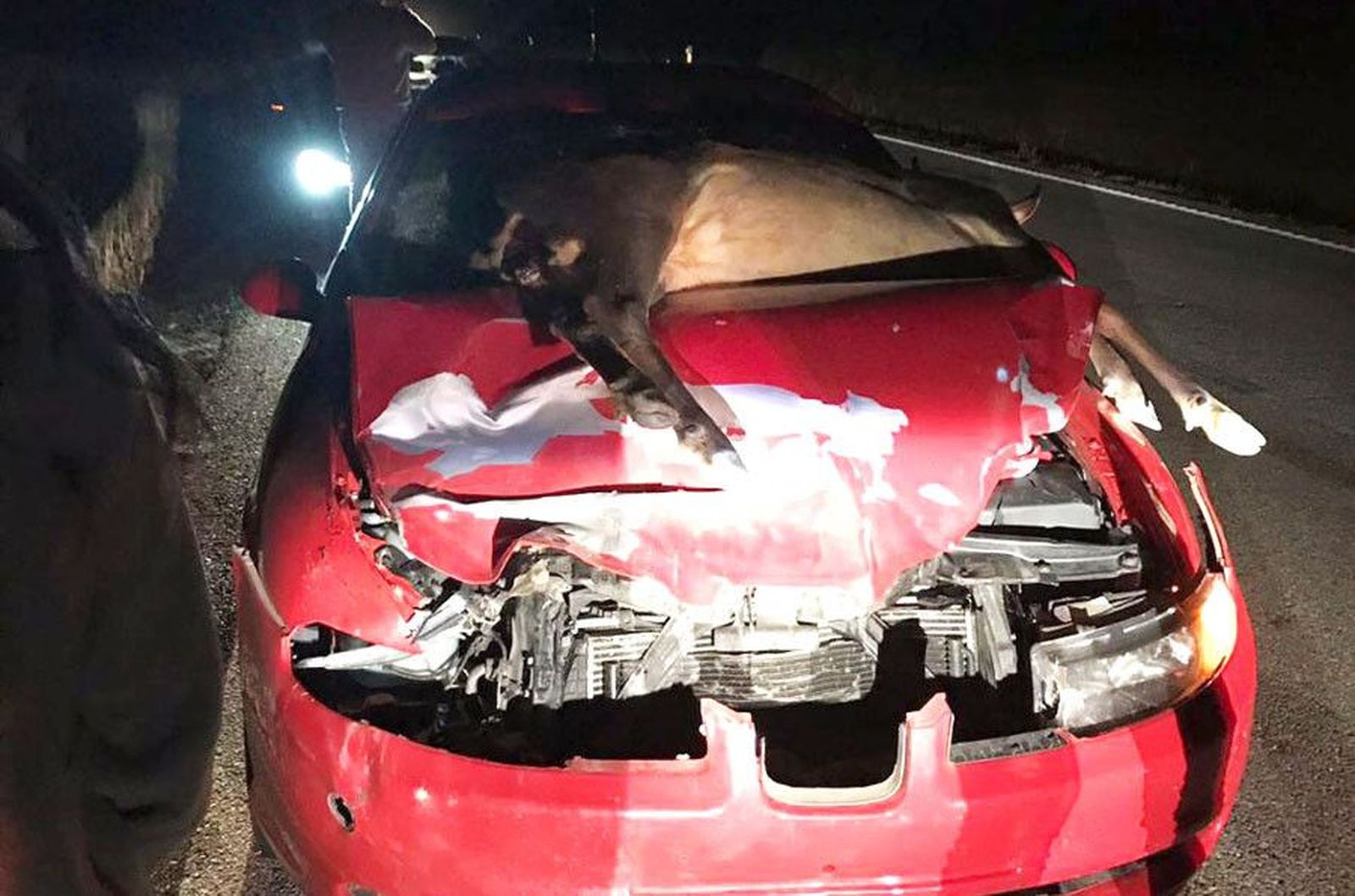 Un accidente con un ciervo en una carretera de Zamora. Archivo