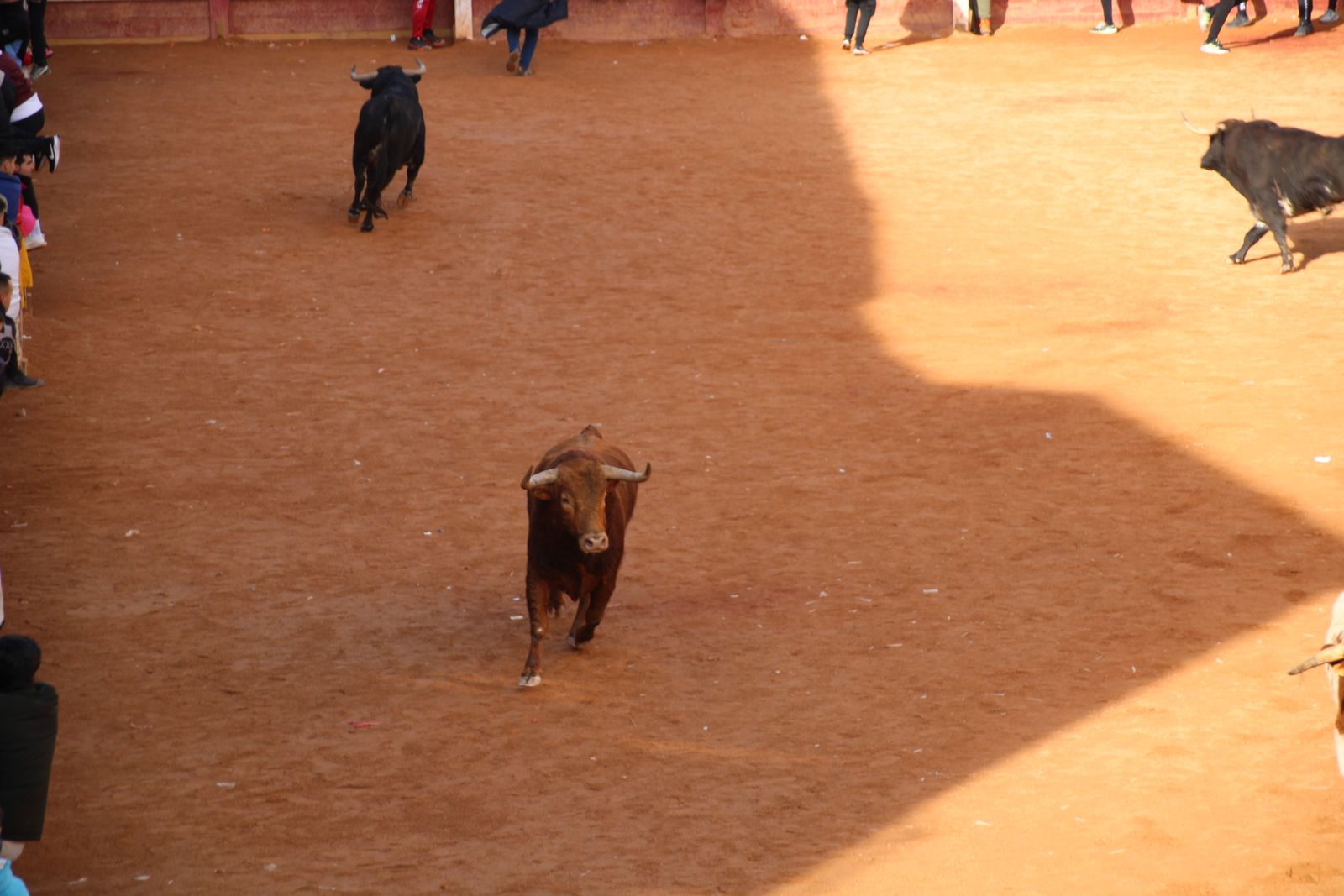 Encierro de martes en el Carnaval del Toro de Ciudad Rodrigo 2026