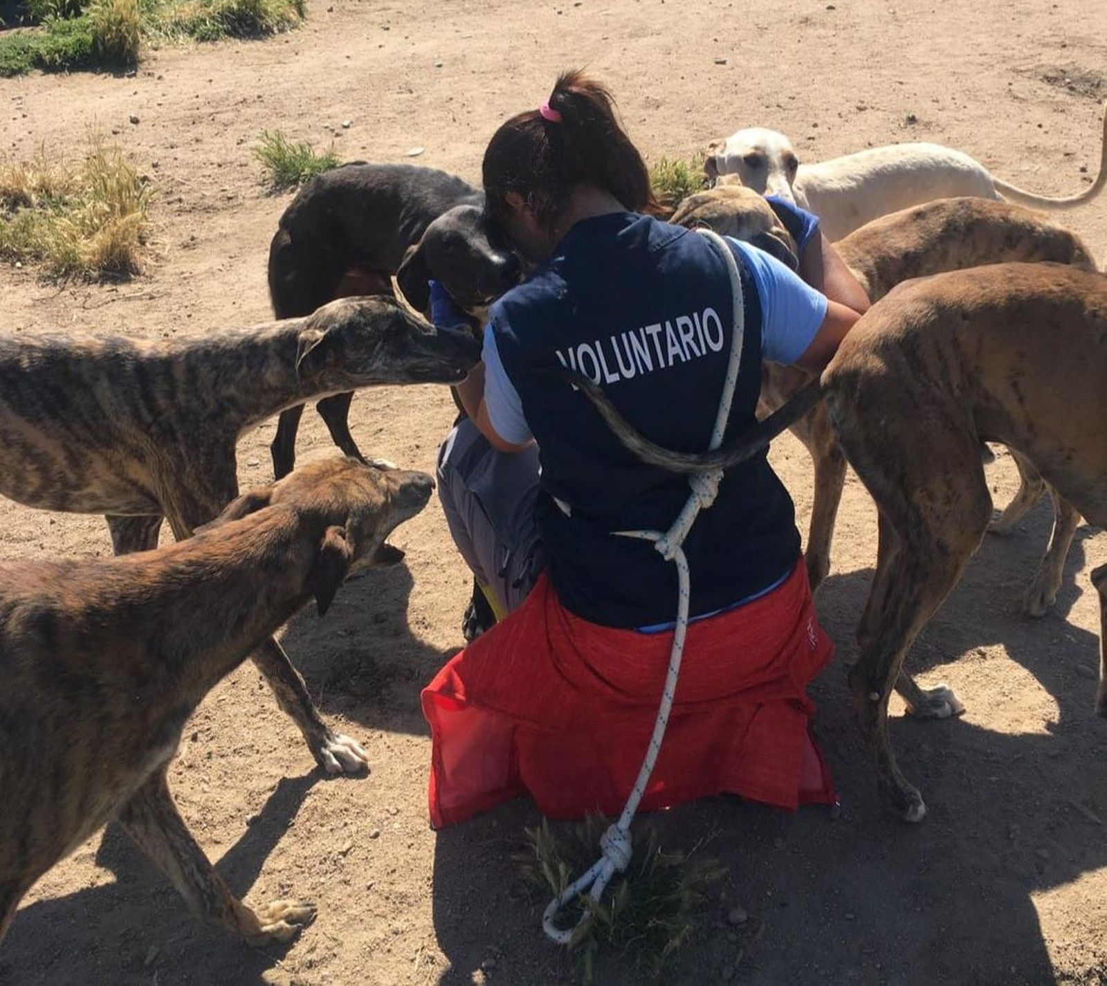 Una persona voluntaria en Scooby