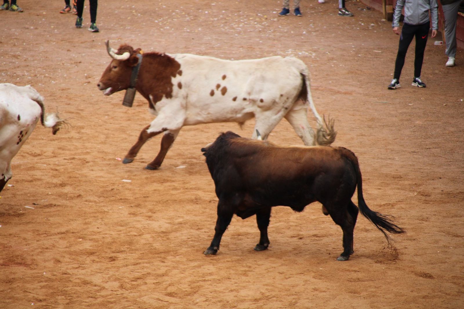 encierro-urbano-martes-de-carnaval-ciudad-rodrigo-2025-12