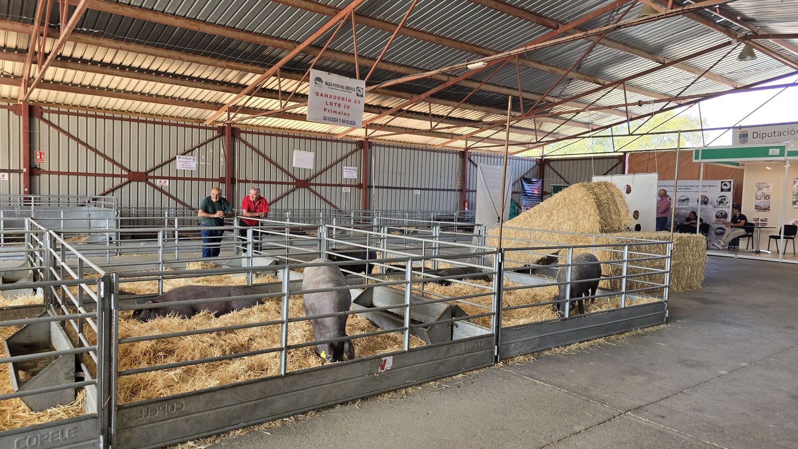 Porcino ibérico. Archivo