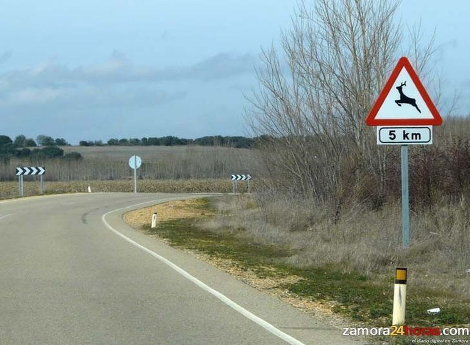 El vídeo viral de una manada de ciervos atravesando una carretera agudiza el debate sobre los problemas de la fauna