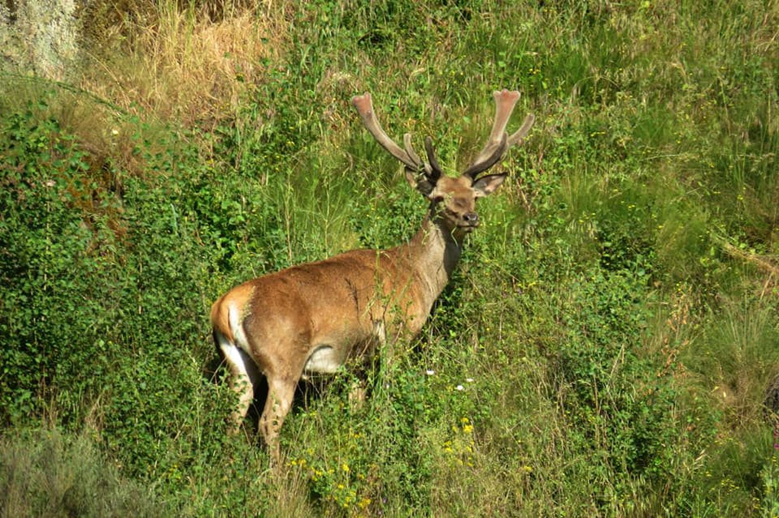 Imagen de un ciervo-Archivo