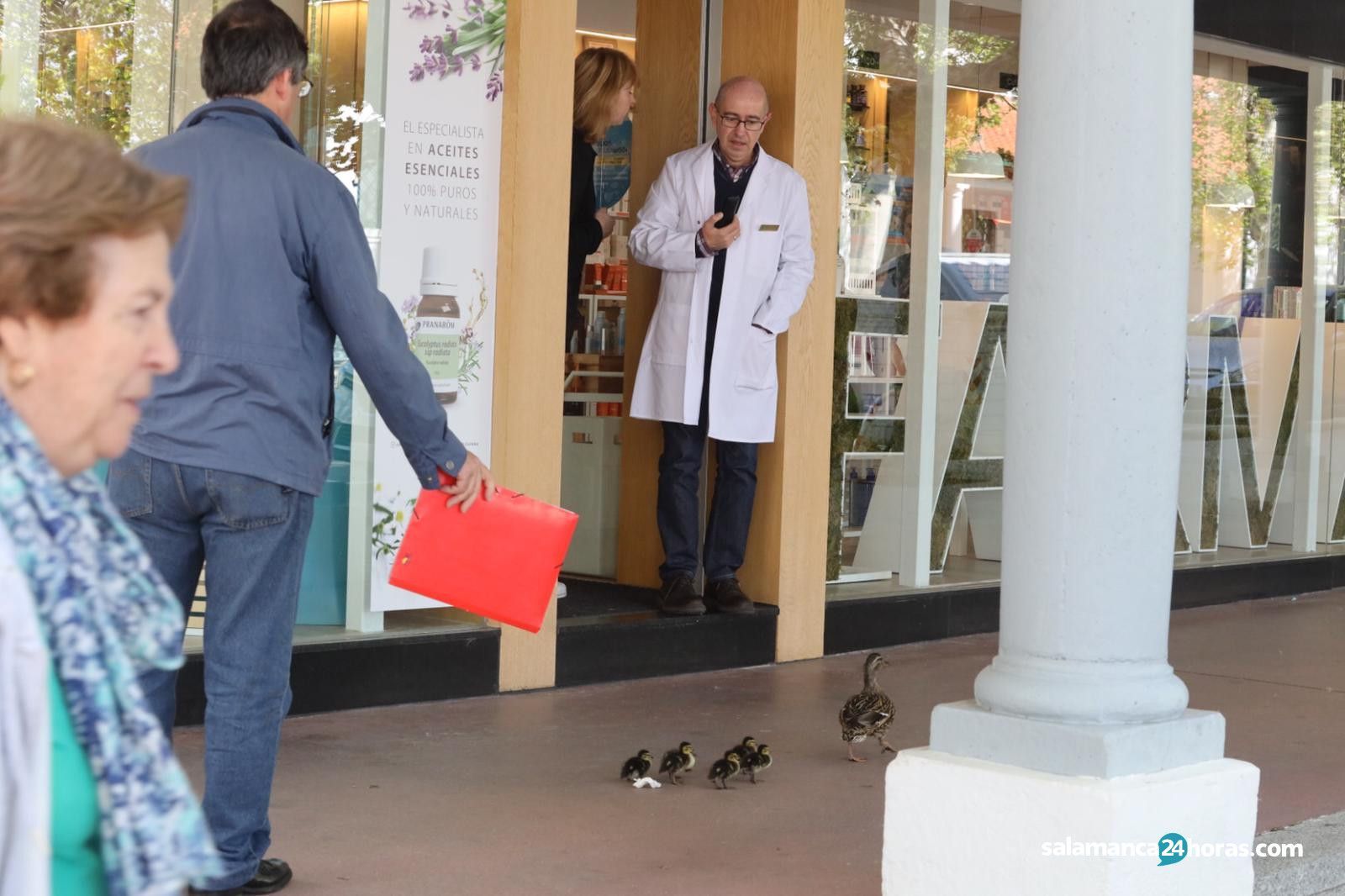 Patitos en La Vega 4