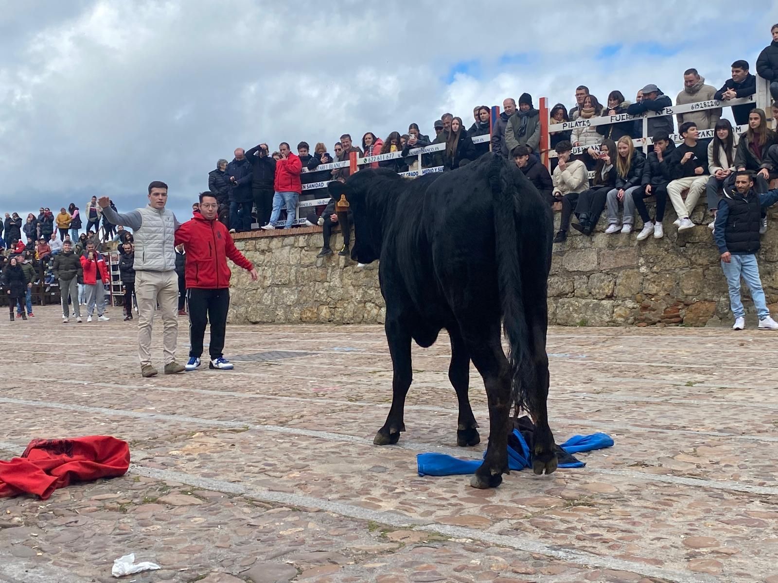 suelta-de-vaquillas-por-el-domingo-de-pinata-en-ciudad-rodrigo-9-de-marzo-de-2025-9