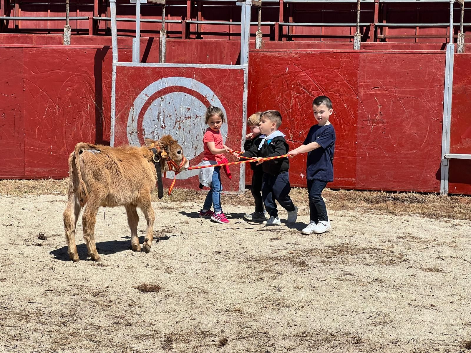 mini-bueyes-en-elas-fiestas-de-doninos-2025-1