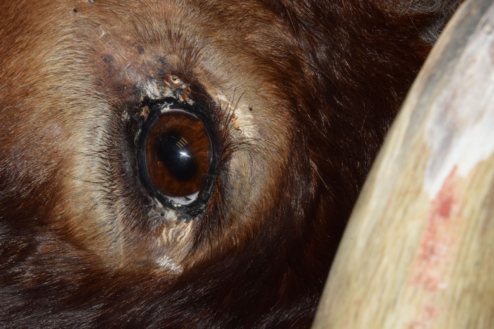 taxidermia-en-salamanca-2