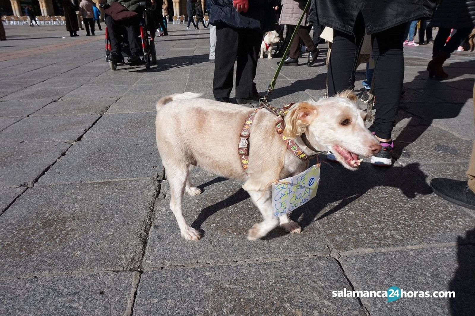 Concentración contra la caza con perros (8)