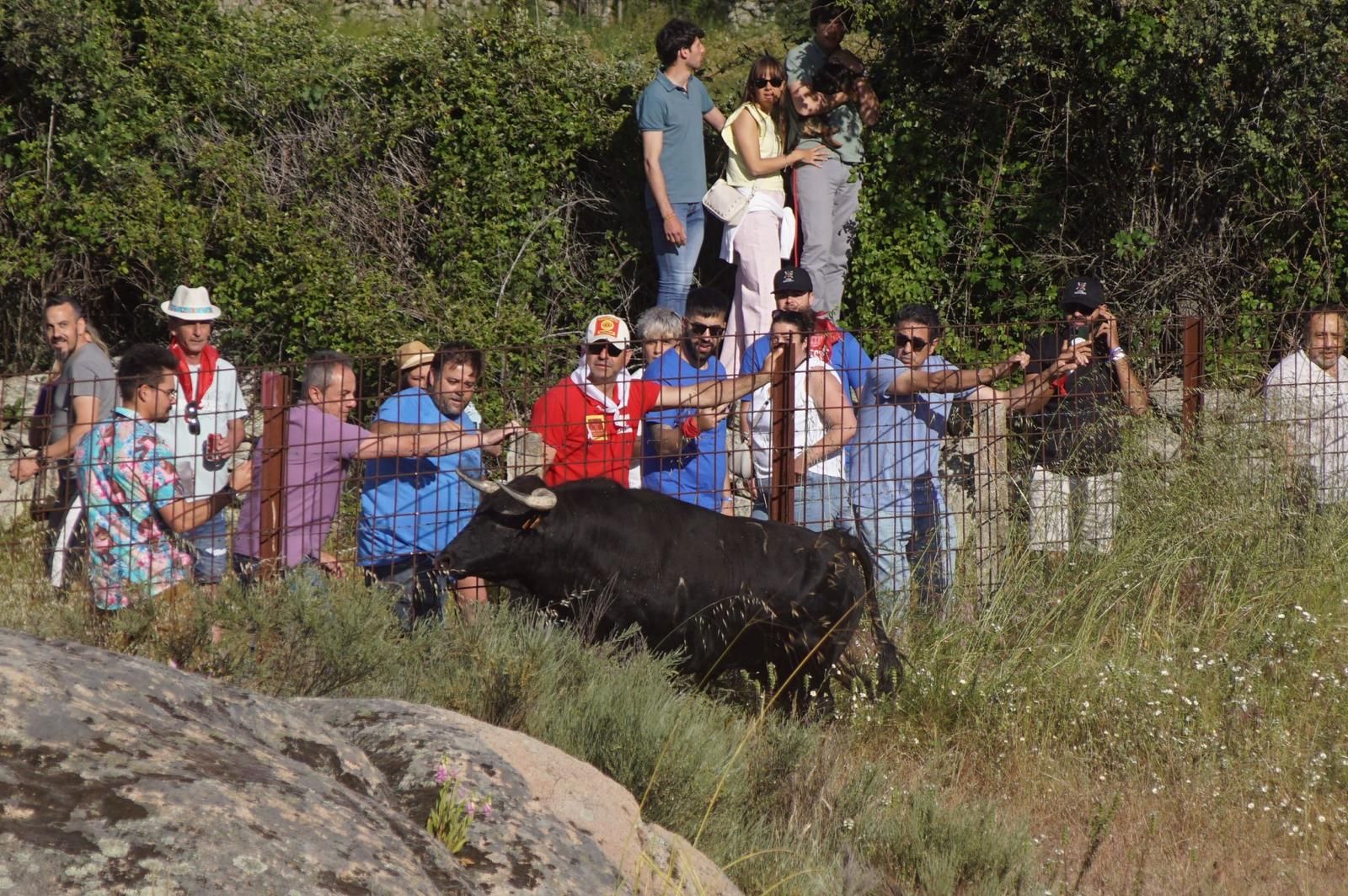 ledesma-calienta-motores-para-los-espantos-con-el-reparto-de-panuelos-y-la-salida-de-los-toros-del-prao-de-la-villa-6