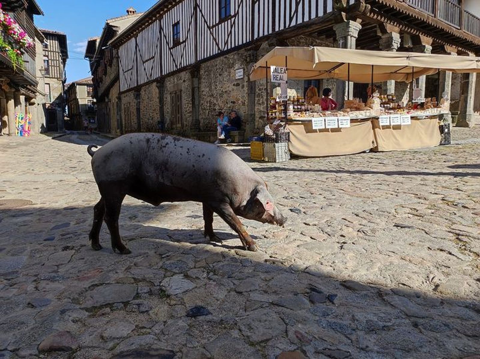 Marrano de San Antón La Alberca
