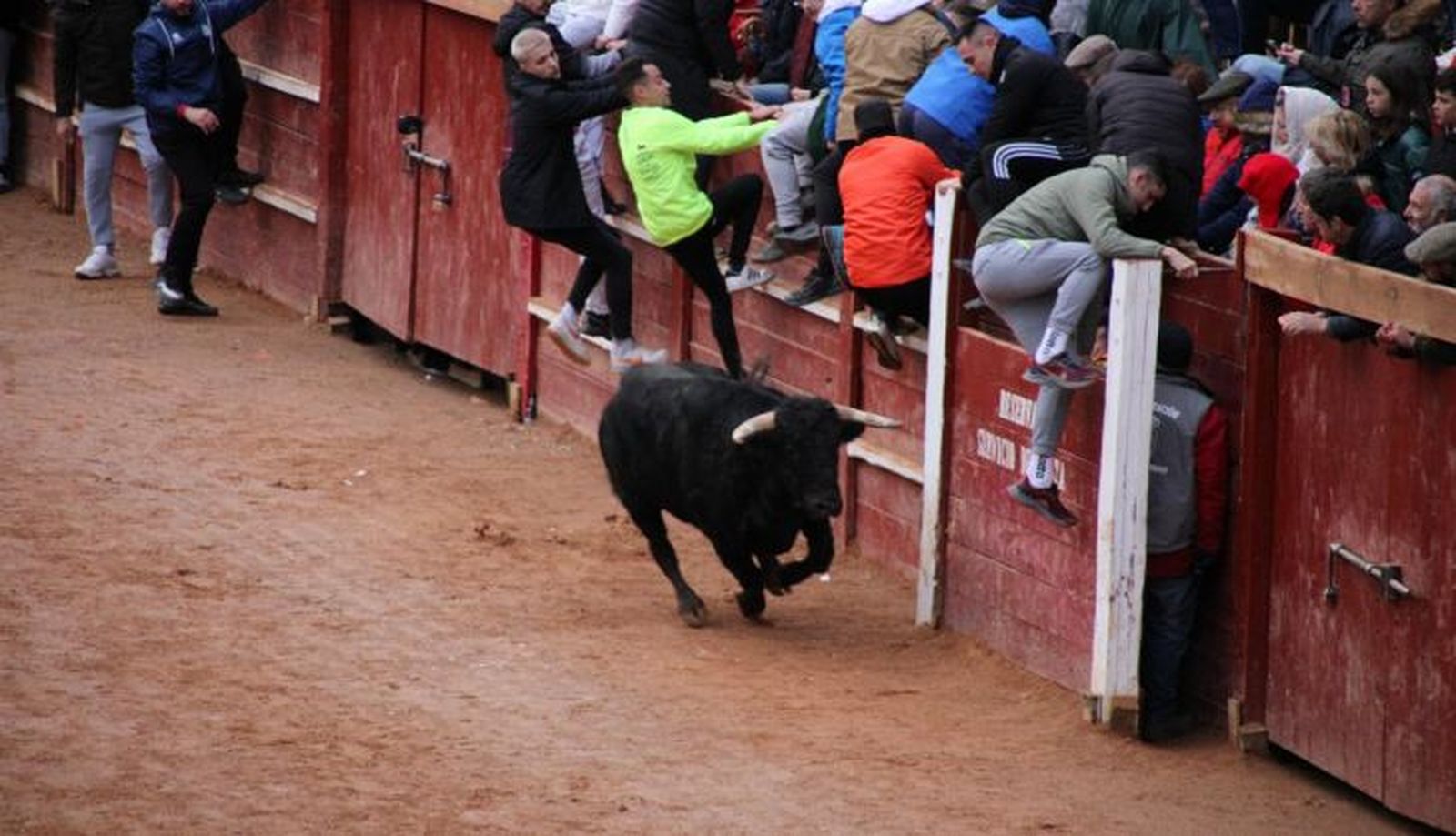 Recortadores en los astados de Guadajira en el Carnaval del Toro de Ciudad Rodrigo