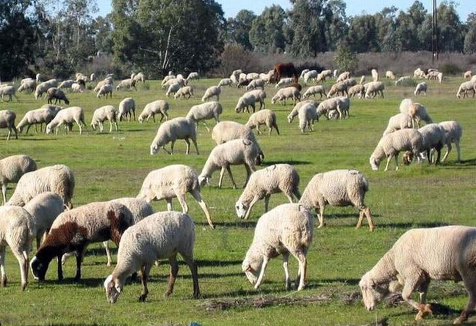 Una explotación de ovejas Una explotación de ovejas