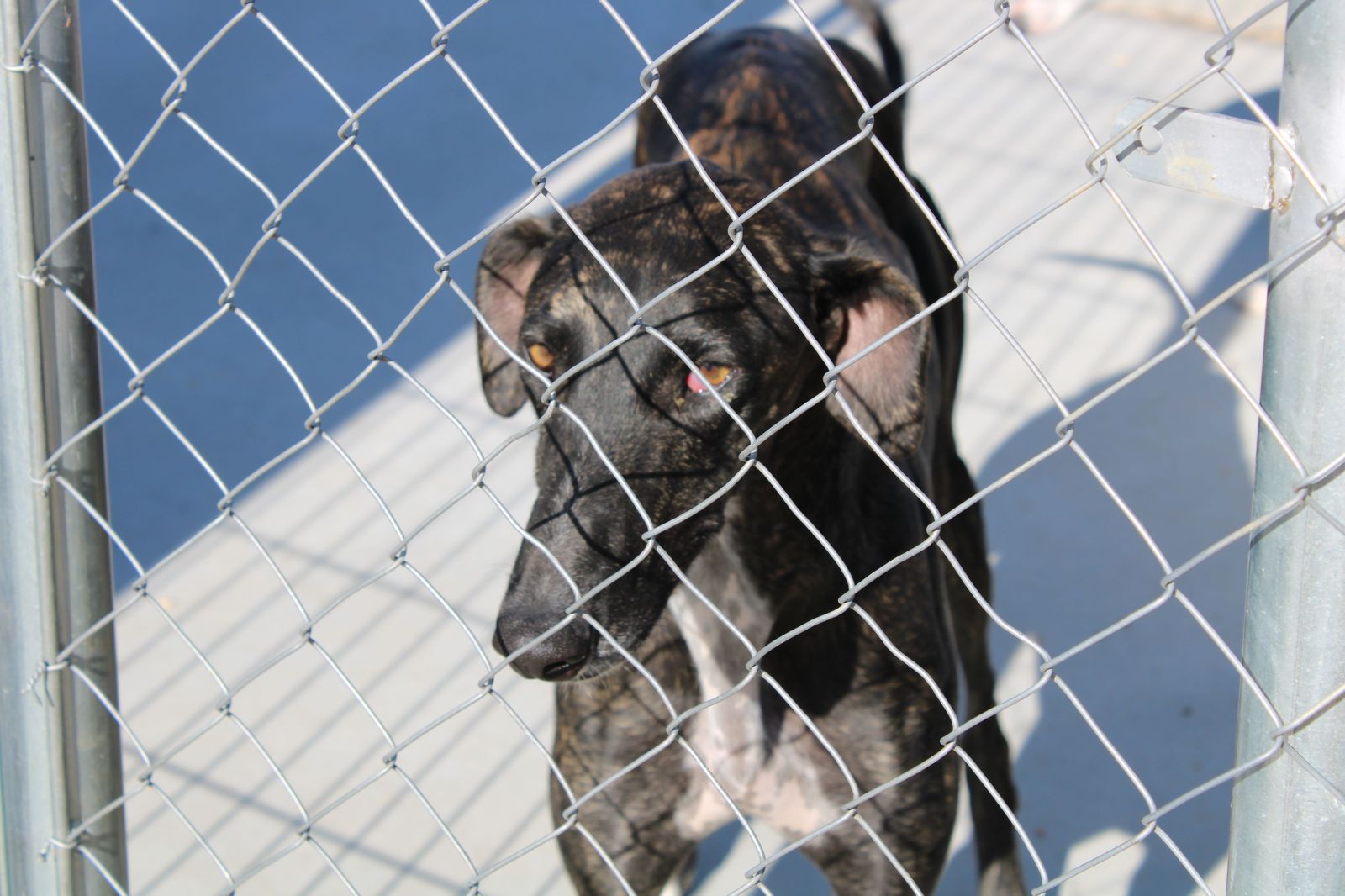 refugio-de-animales-del-ayuntamiento-de-salamanca-4