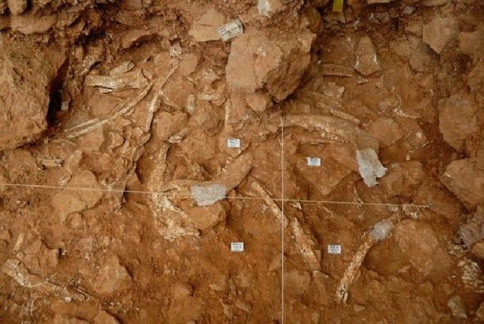 Atapuerca. Excavación, foto de archivo