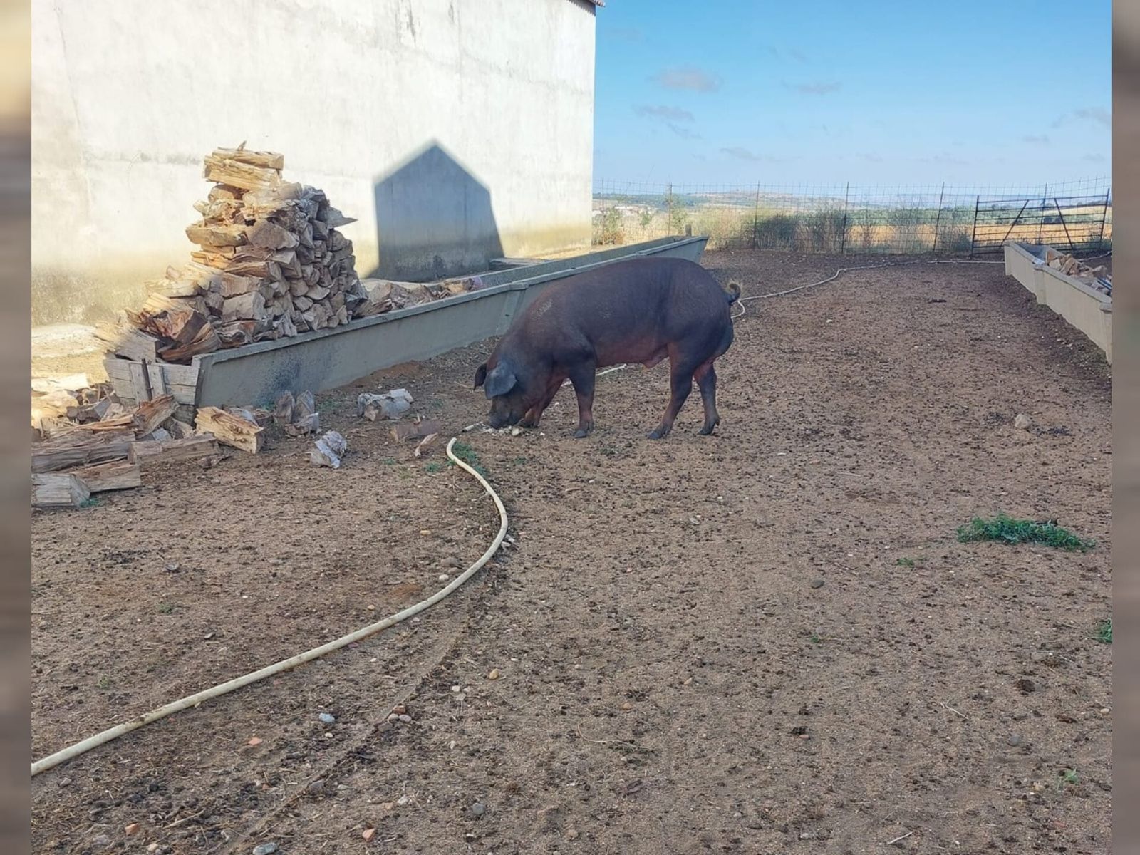 Cerdo perdido encontrado el Valdemimbre