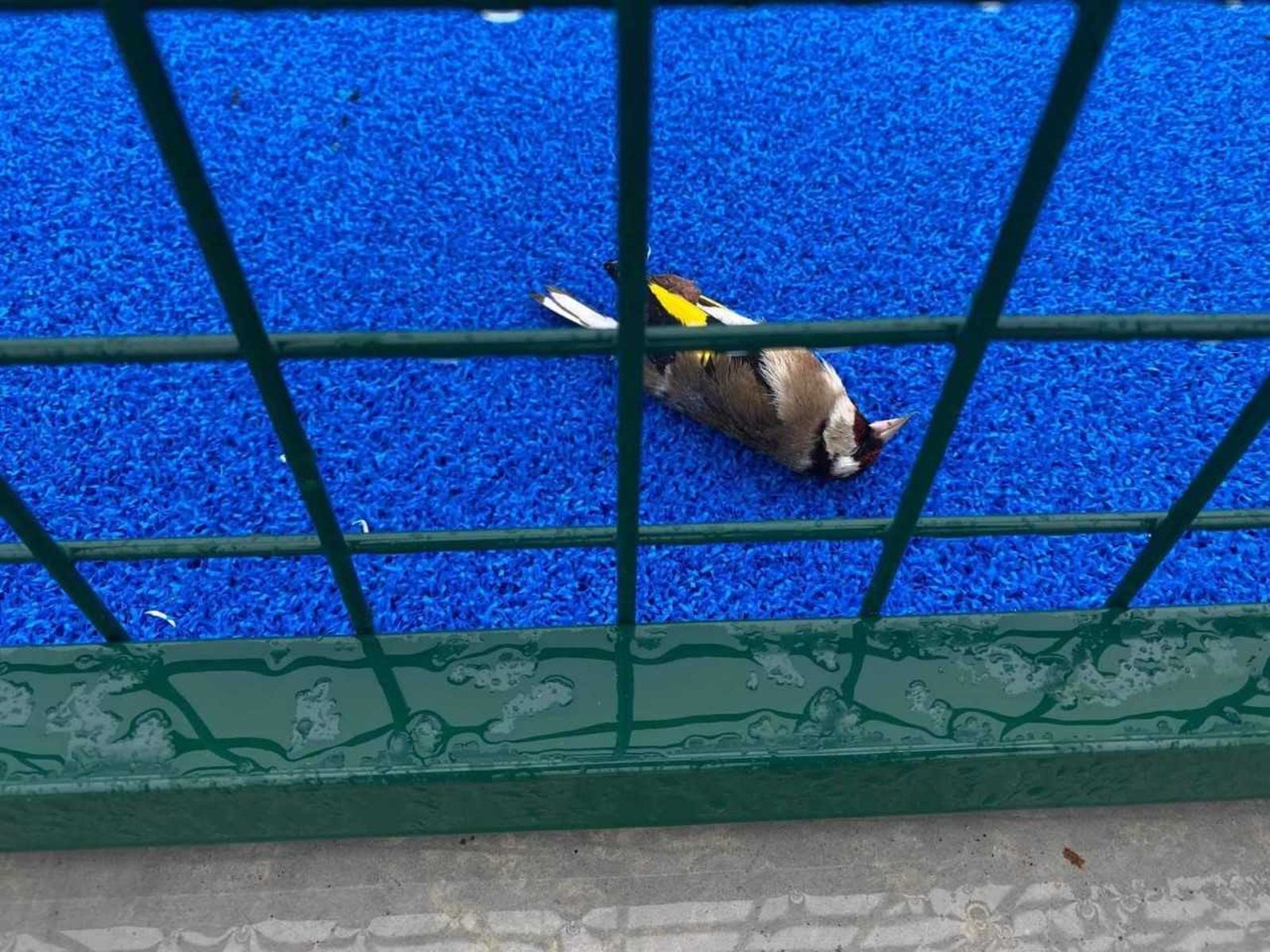 Denuncian la elevada mortalidad de aves en las pistas de pádel de Perilla de Castro 