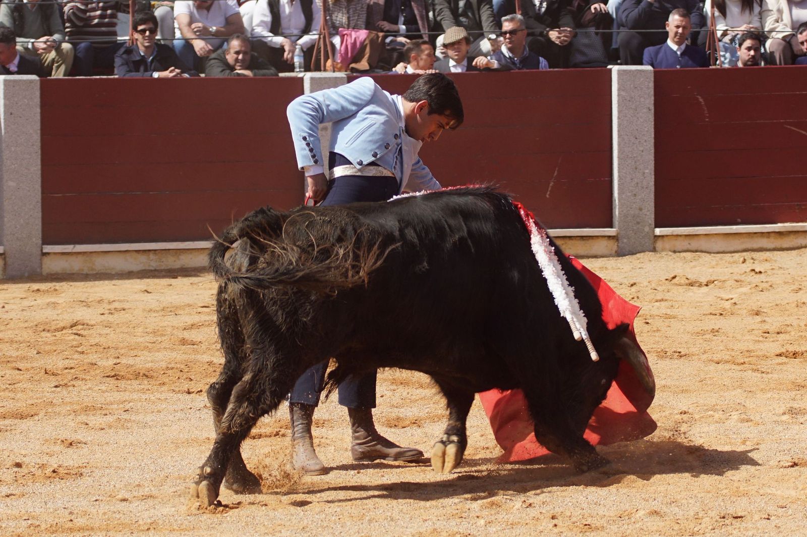 Festival taurino solidario por la esclerosis múltiple en Guijuelo