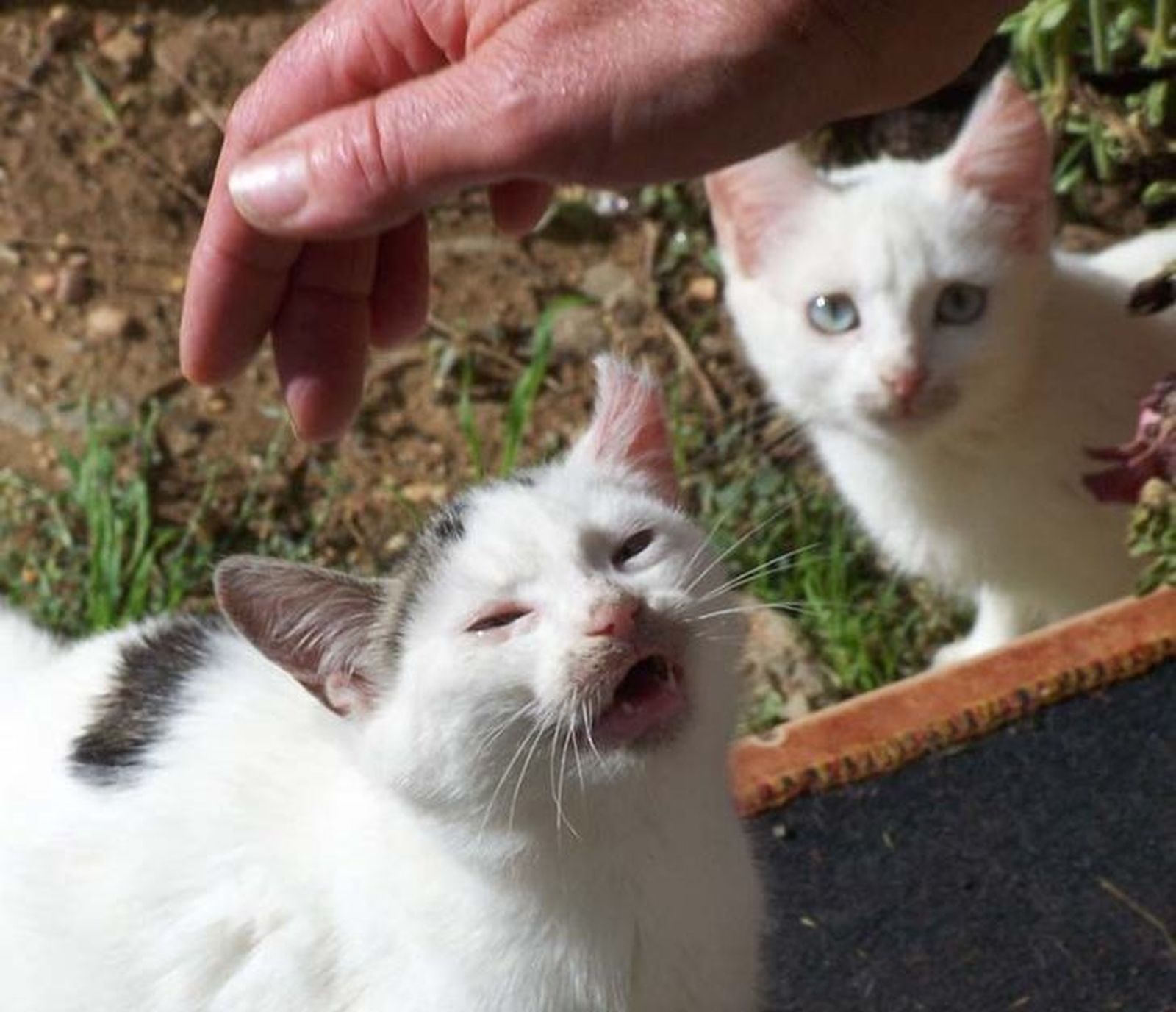 Defensa Animal Zamora organiza un festival de rock a favor de los gatos callejeros