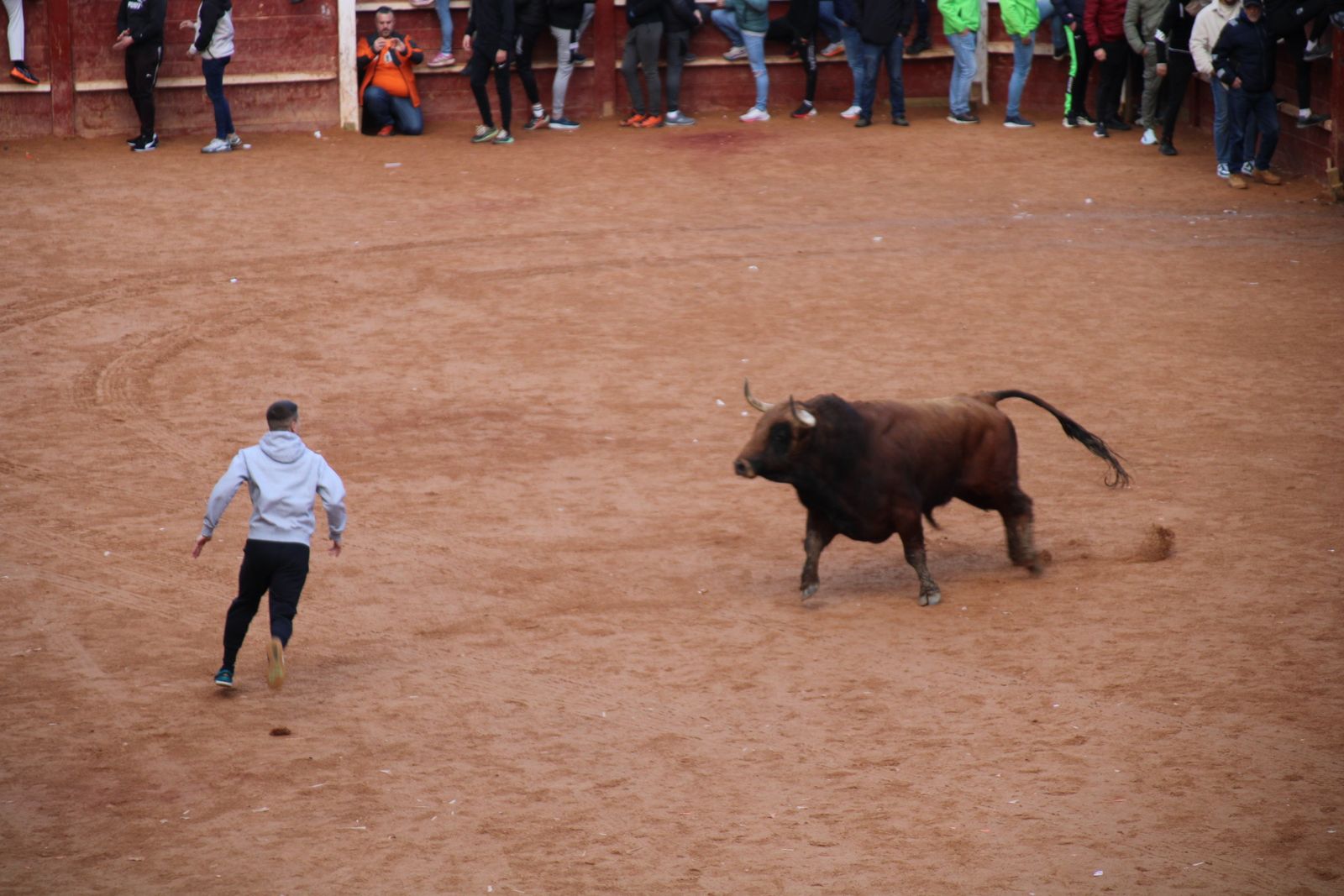 Toro del aguardiente en la mañana de martes del Carnaval del Toro 2026