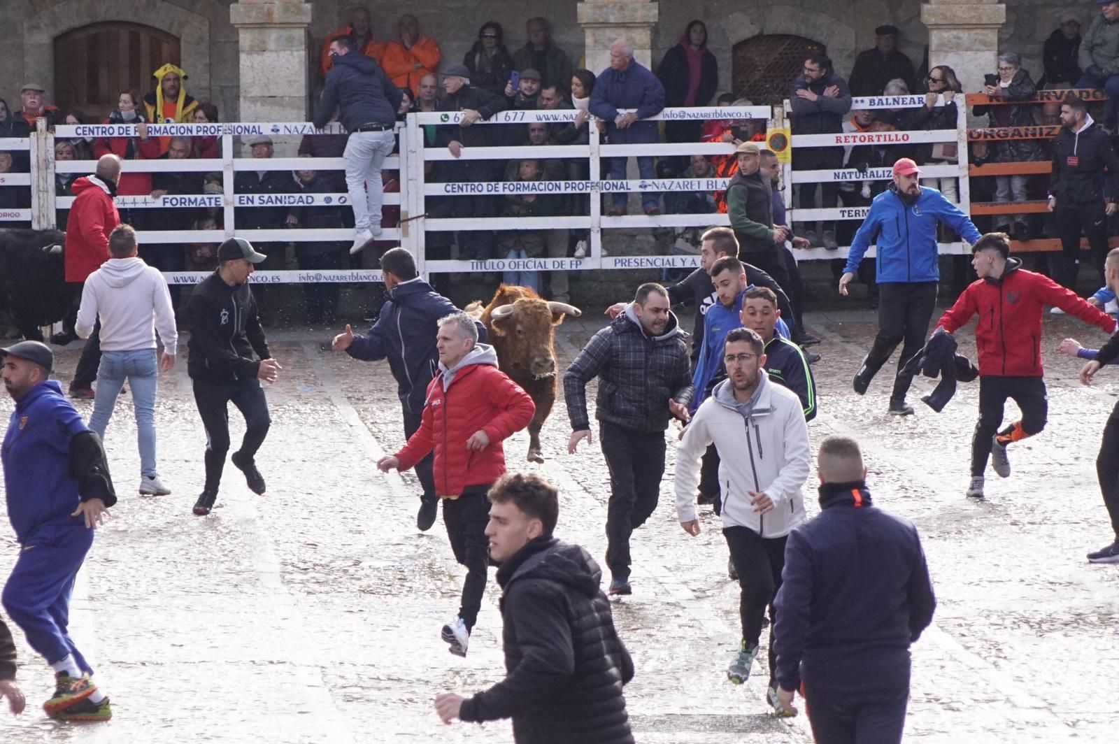 ambiente-encierro-urbano-lunes-de-carnaval-en-ciudad-rodrigo-12-de-febrero-de-2024-fotos-s24h-38