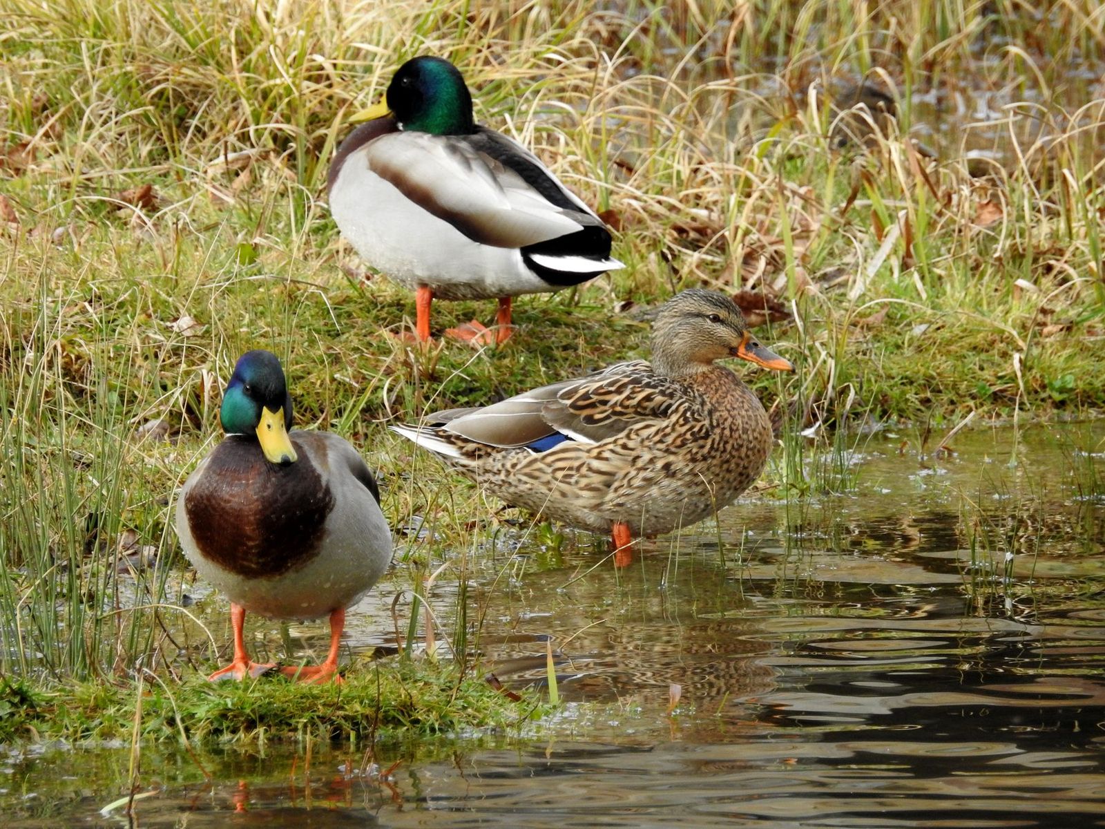 Aves acuáticas | Foto: Junta de Castilla y León Aves acuáticas | Foto: Junta de Castilla y León