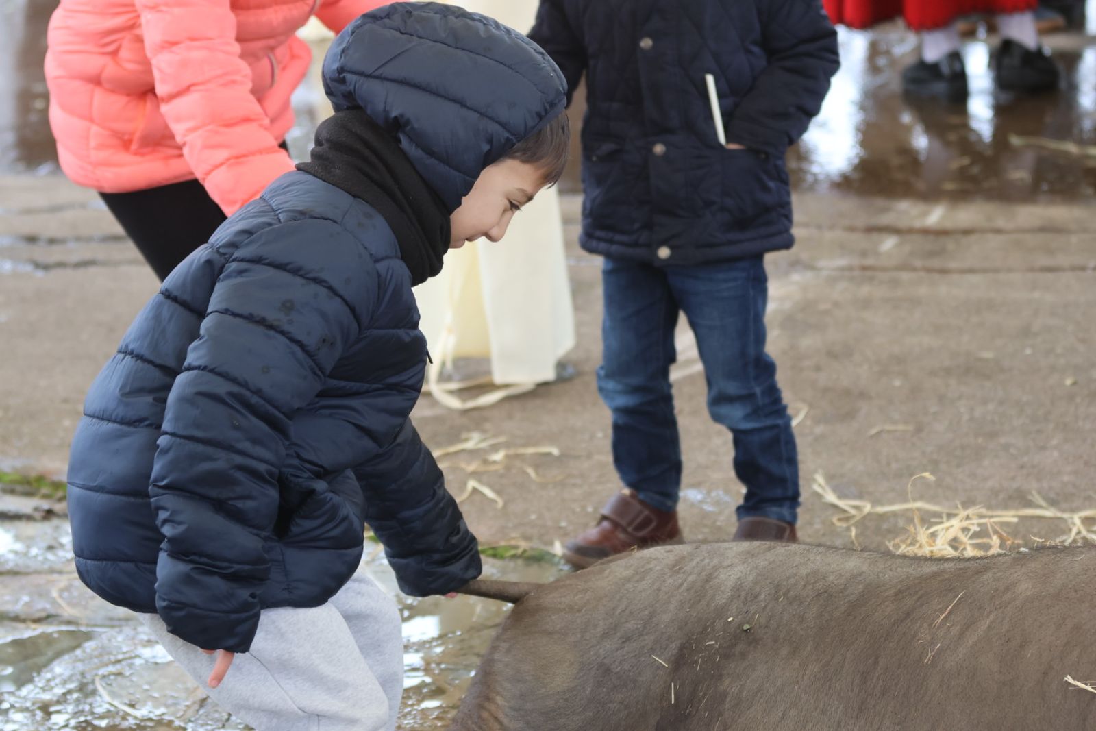 Matanza Típica de Guijuelo
