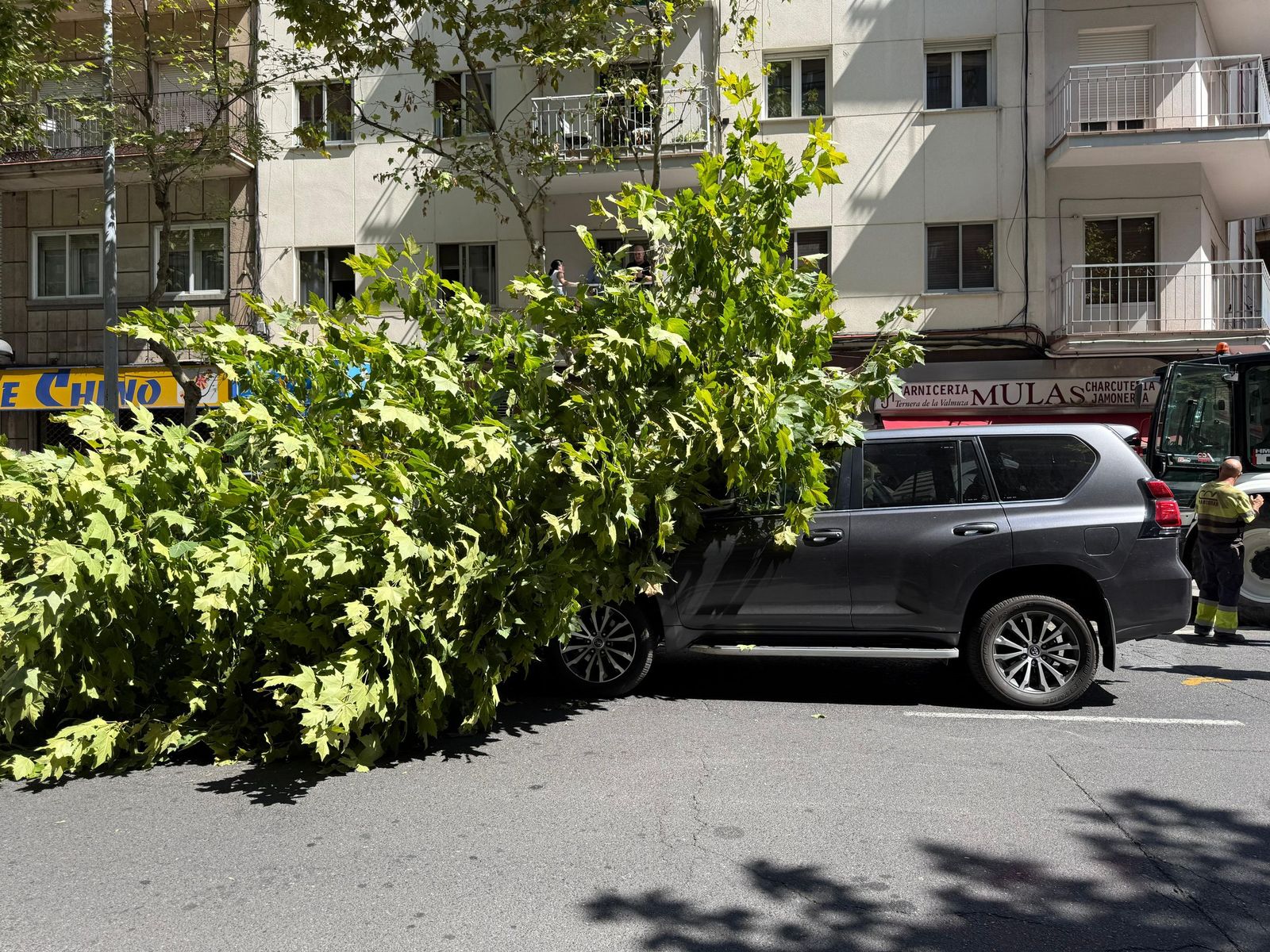 Un árbol cae sobre varios coches en Torres Villarroel