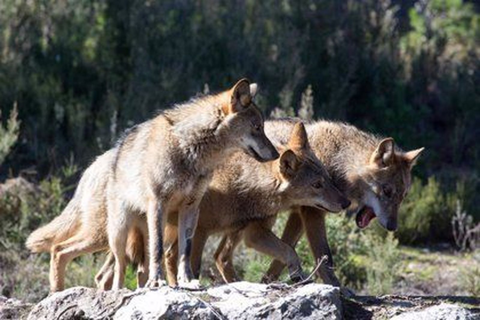 Lobos del Centro del Lobo de Robledo de Sanabria
