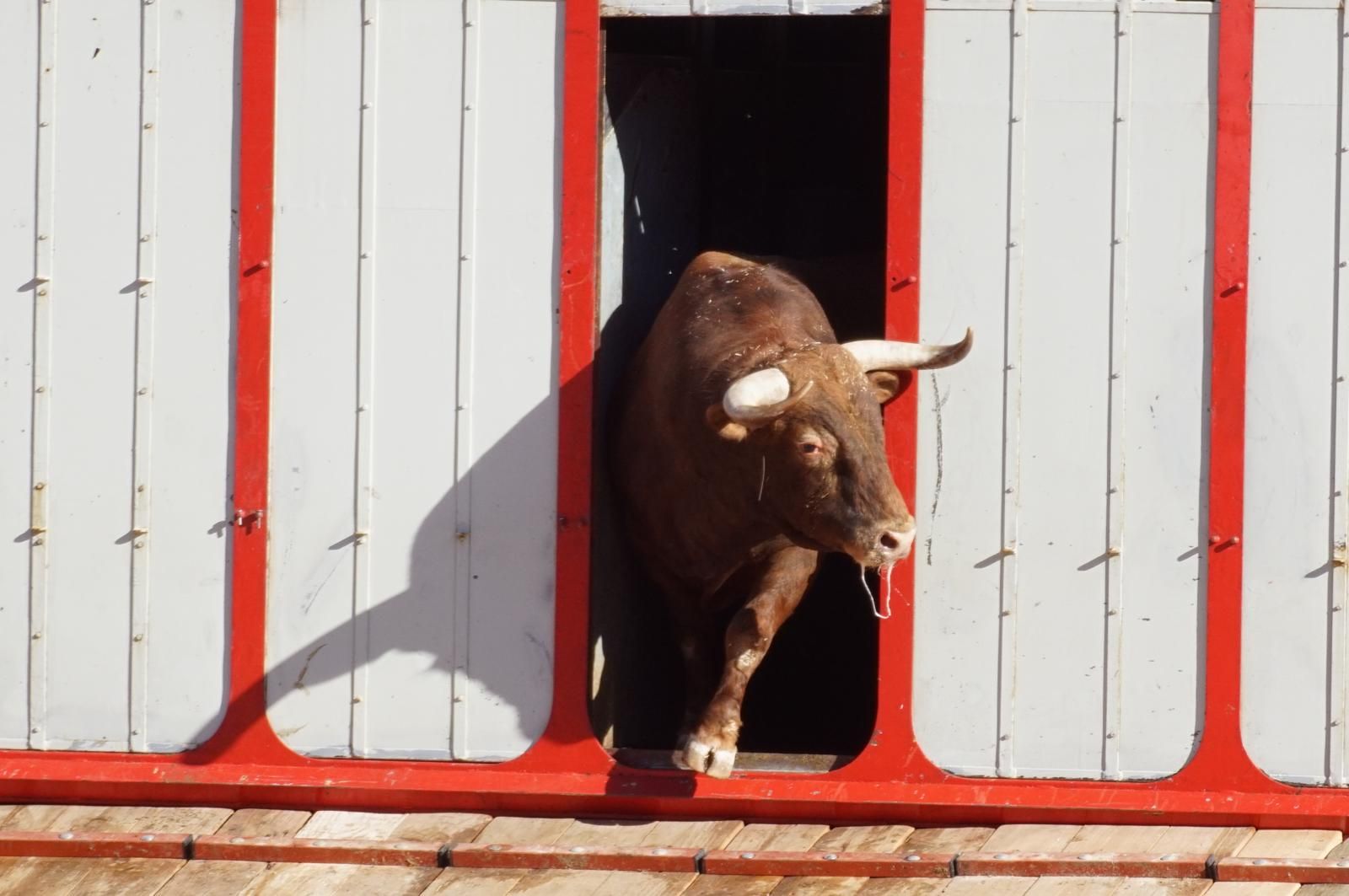 Tradicional Desenjaule en la Plaza de Toros La Glorieta