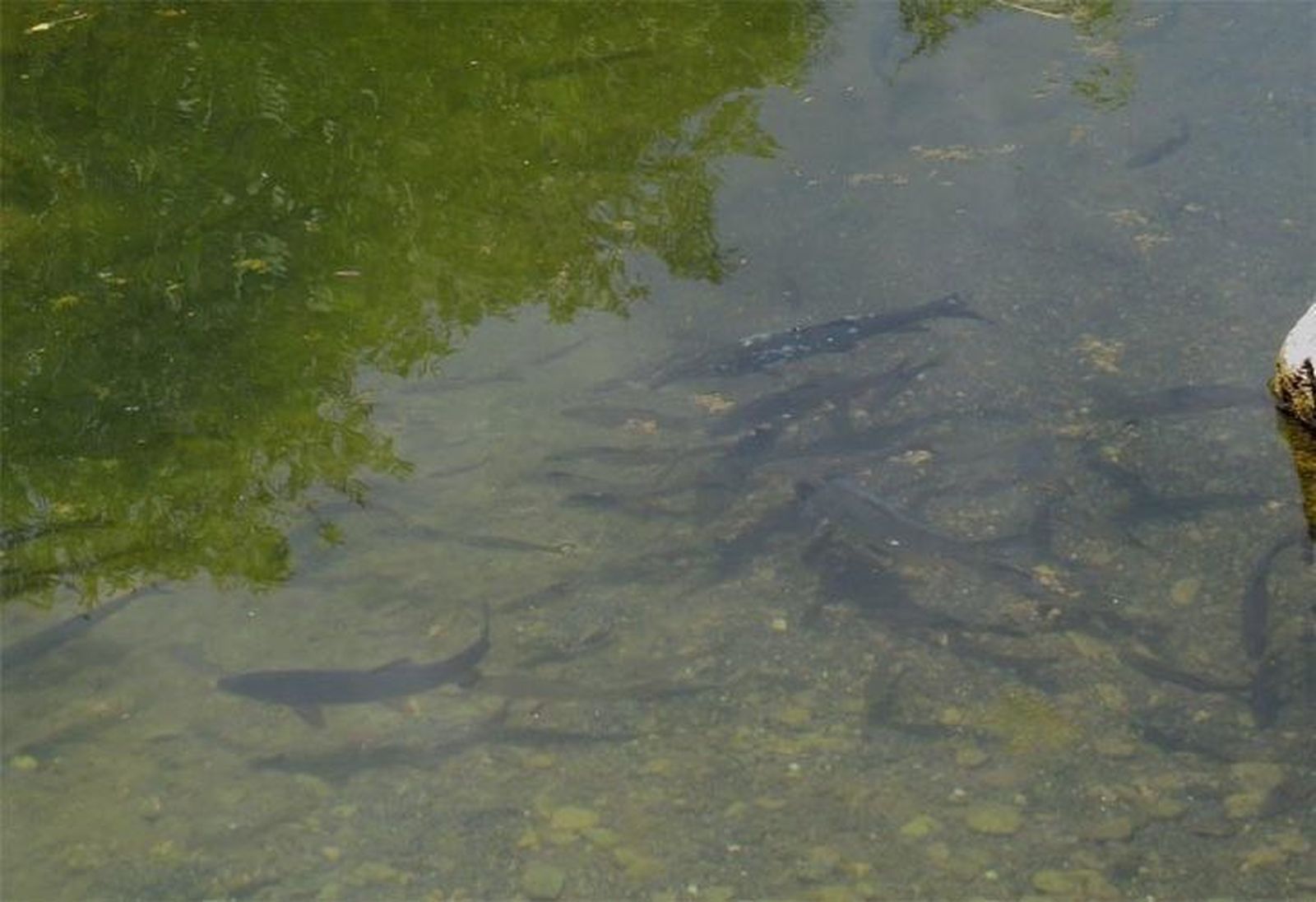 Peces en un embalse de Zamora