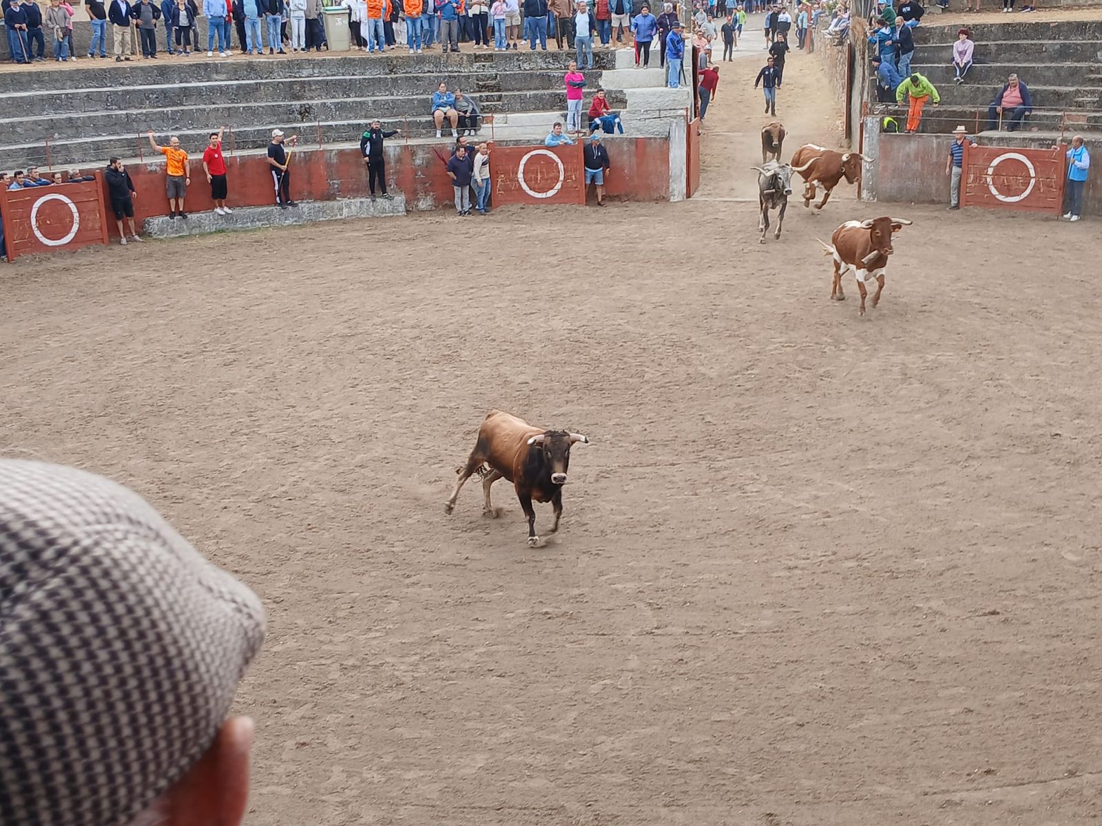 Segundo encierro con novillos de Valdeflores en Pereña de la Ribera