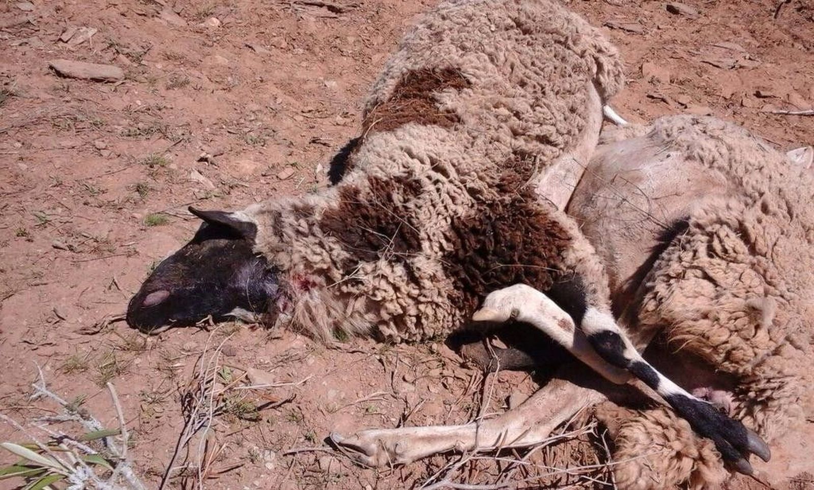 El lobo mata otras once ovejas en Ahigal de los Aceiteros El lobo mata otras once ovejas en Ahigal de los Aceiteros