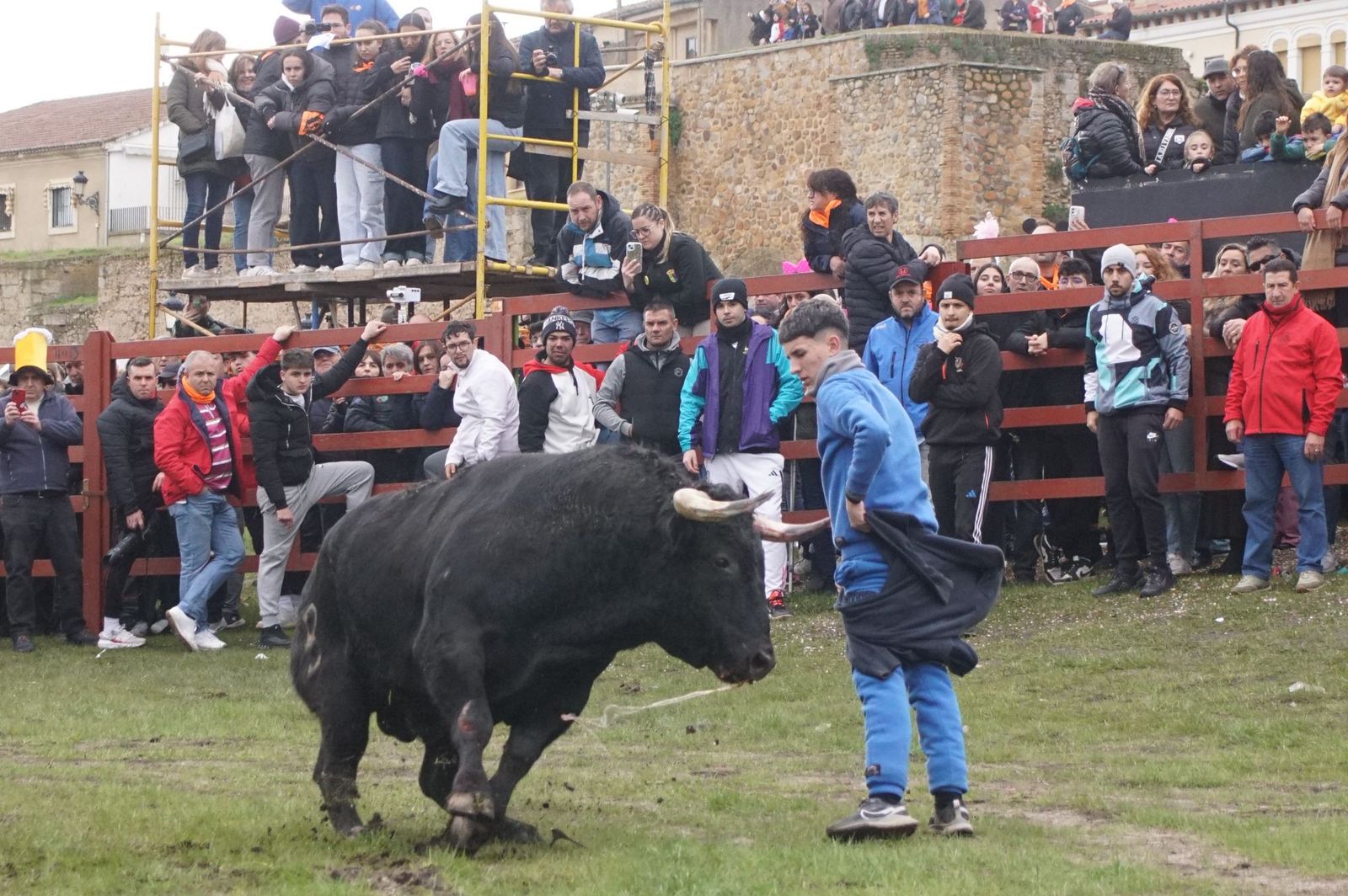 El encierro de Lunes de Carnaval en Ciudad Rodrigo en imágenes