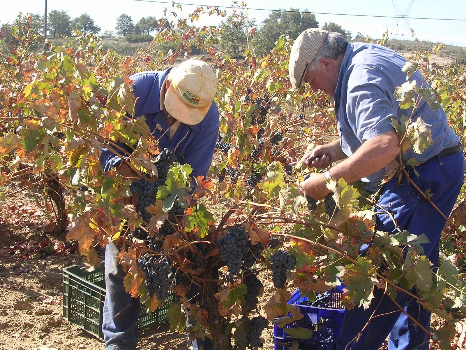 Vendimia do arribes (2)