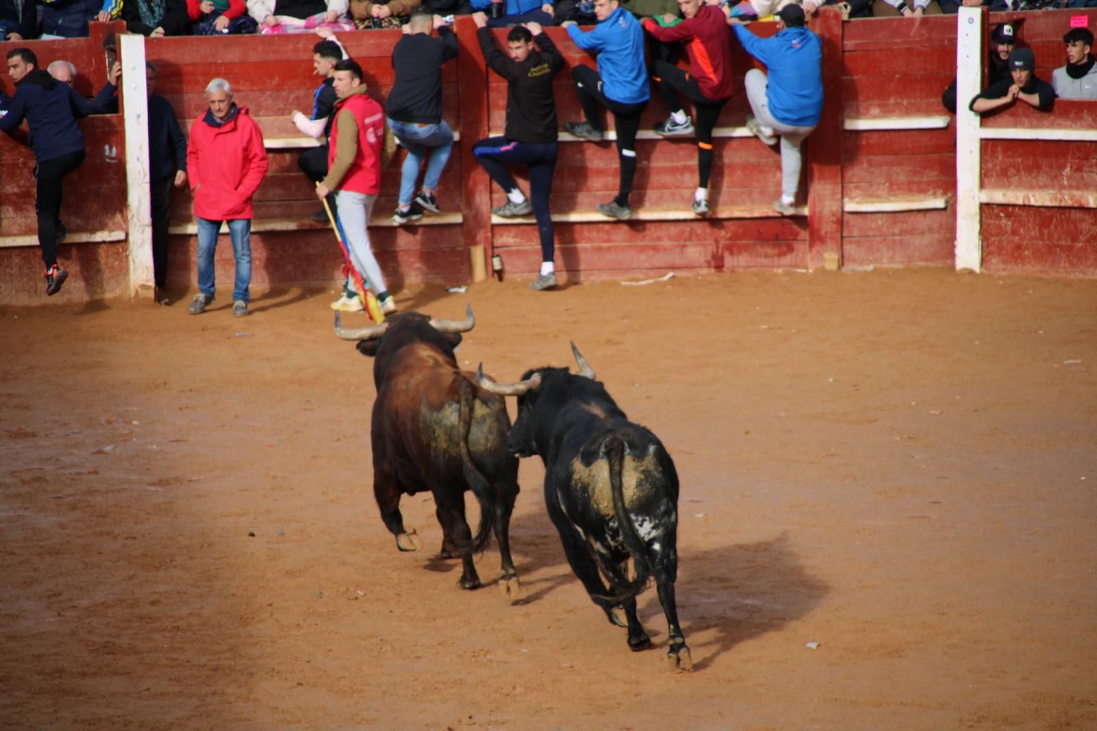 encierro-del-martes-de-carnaval-en-ciudad-rodrigo-34