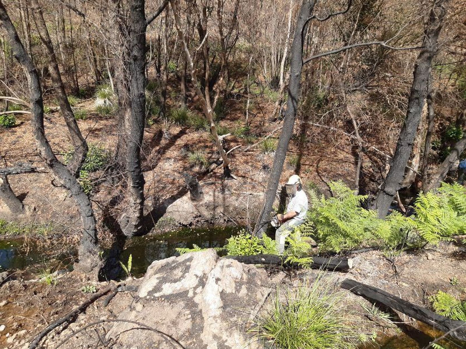 Actuaciones de restauración forestal y medioambiental de la CHD en cauces de la cuenca afectados por el incendio de la Sierra de la Culebra.