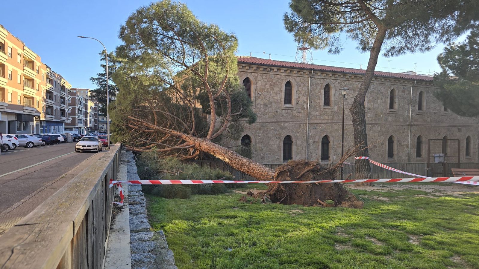 Cae un árbol en el parque de las Salesas