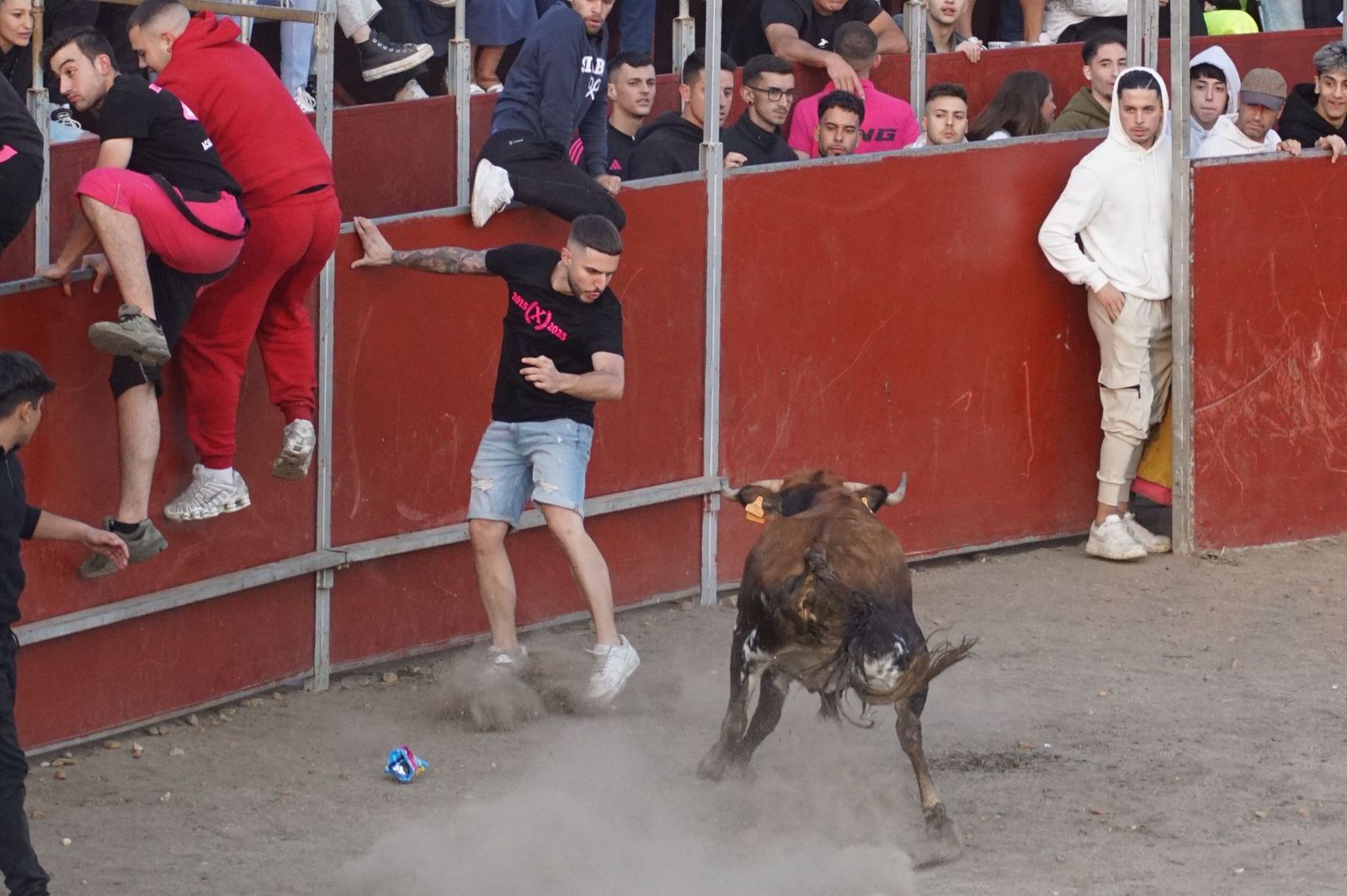 Carreras, risas y tradición: así se ha vivido El Toro en Santa Marta