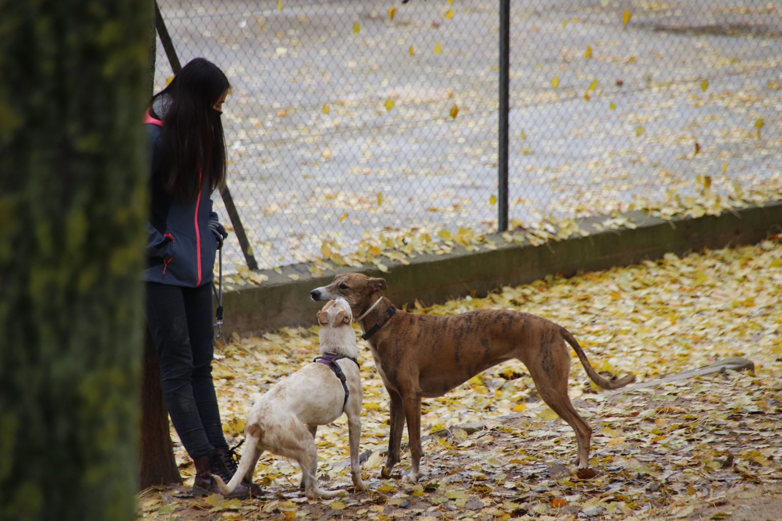 Gente con sus perros en un parque en invierno | Foto Andrea M