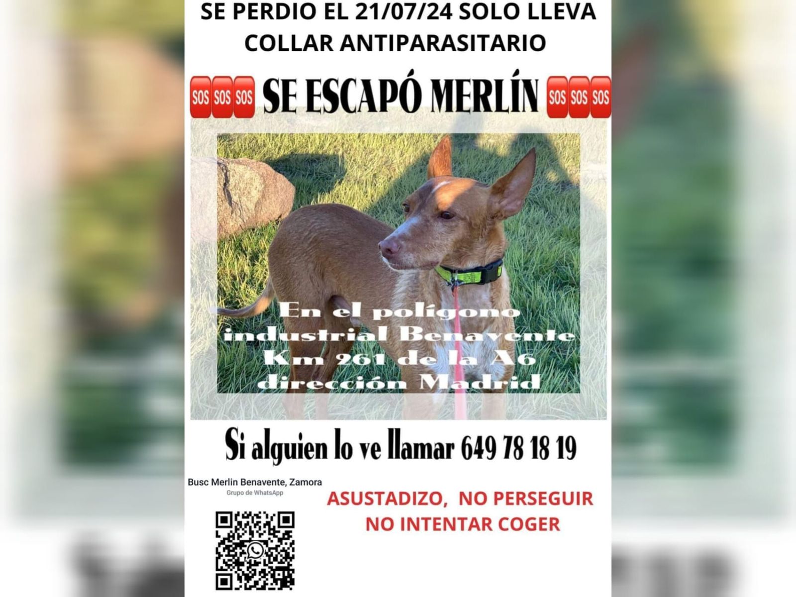 Se busca a Merlín, el perro desaparecido en Zamora