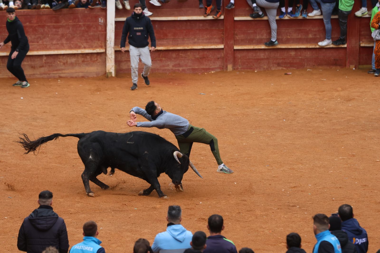 Capea de domingo en el Carnaval del Toro 2026 de Ciudad Rodrigo