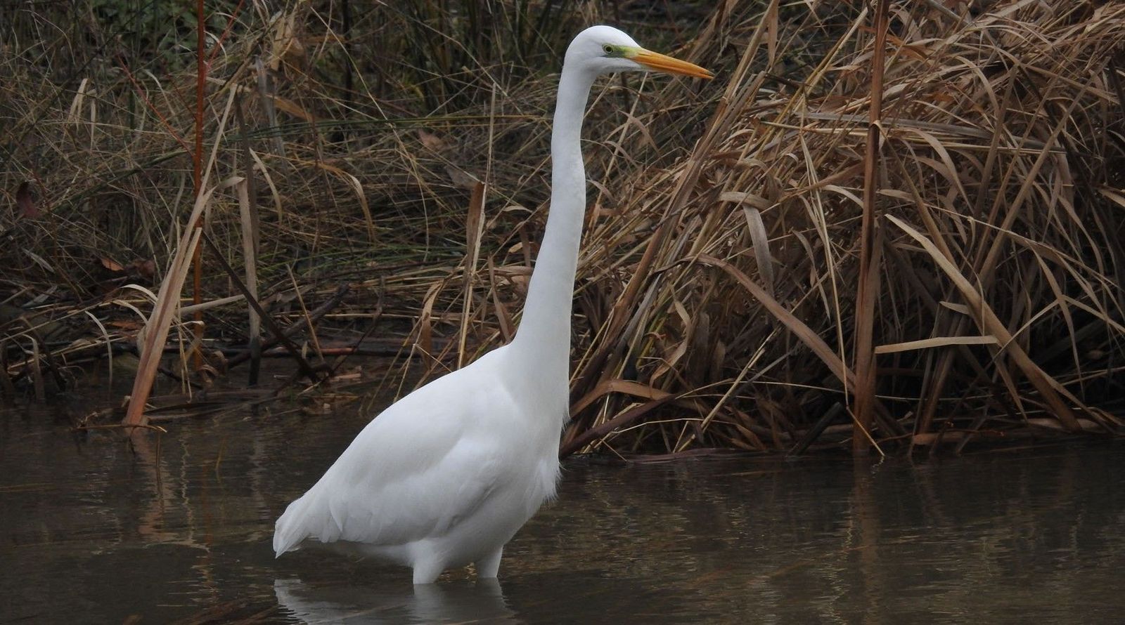 Ardea Alba. Junta de Castilla y León Ardea Alba. Junta de Castilla y León
