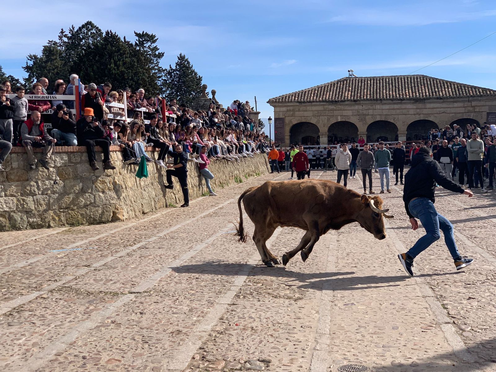 Ambiente con la suelta de vaquillas en el Domingo de Piñata en Ciudad Rodrigo (4)