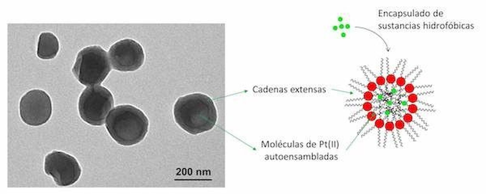 Microfotografía de los nanocristales de Pt(II)