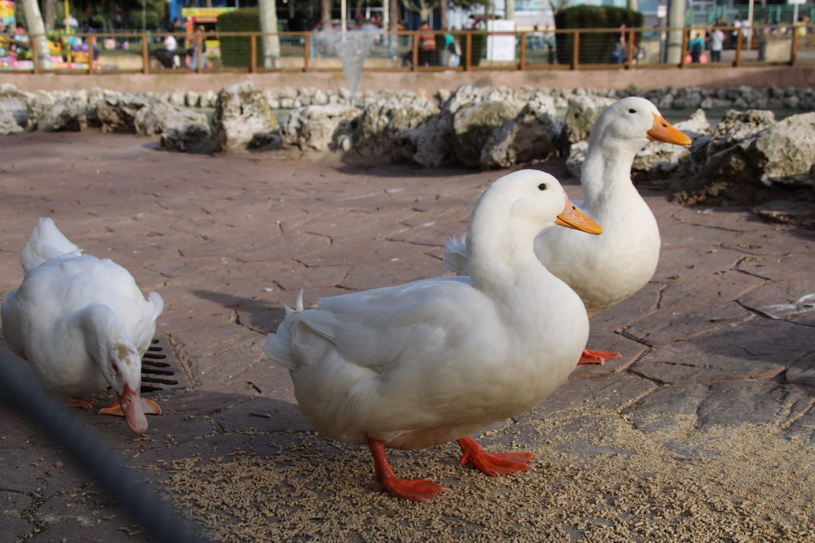 Patos y cisnes vuelven al estanque de La Alamedilla